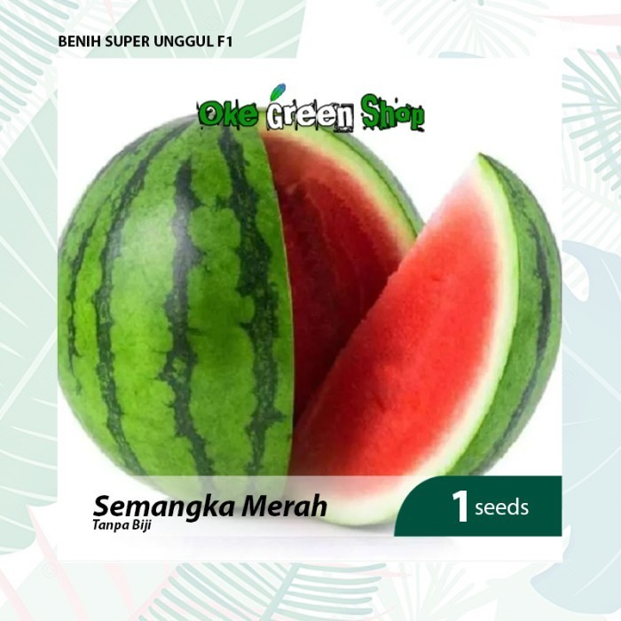 Benih Seribuan - 1 Biji Benih Bibit Semangka Merah Non Biji Unggul