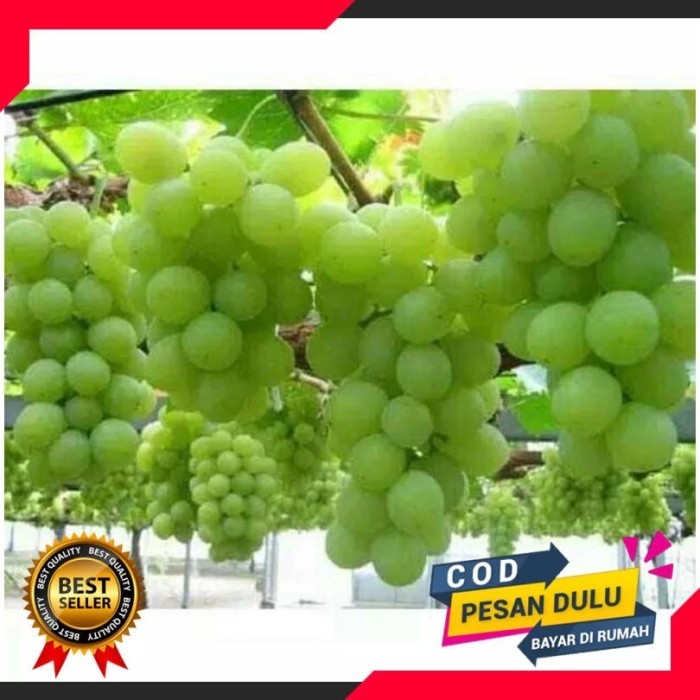 TERLARIS BIBIT ANGGUR IMPORT HIJAU SUPER genjah