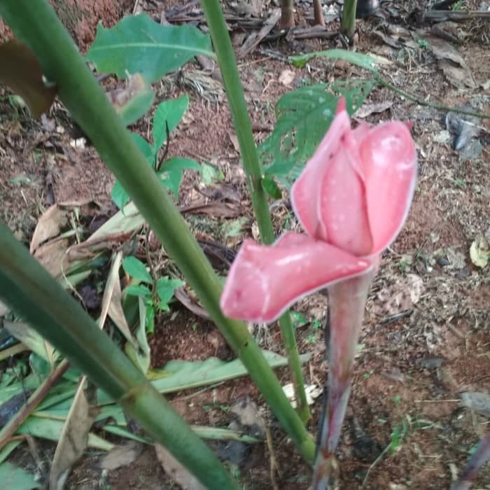 New Jual bibit kecombrang segar⠀⠀⠀⠀⠀⠀⠀⠀⠀⠀