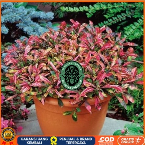 Tanaman Hias Indoor Krokot Merah Bibit Tanaman valid UD SUPER UNGGUL ID