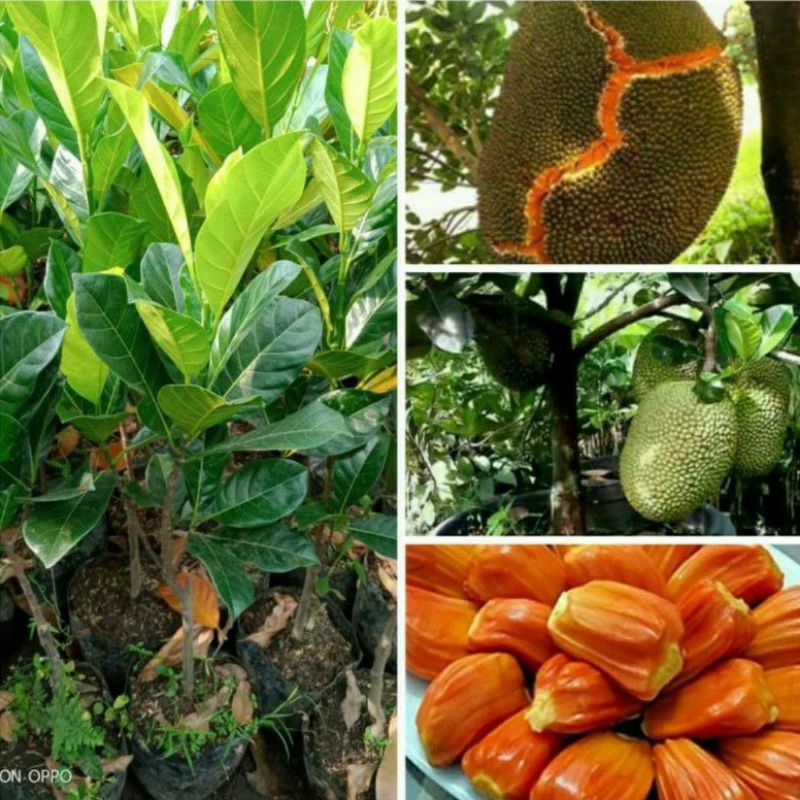 Bibit Tanaman Buah Nangka Mini Manis-Bibit Nangka Mini