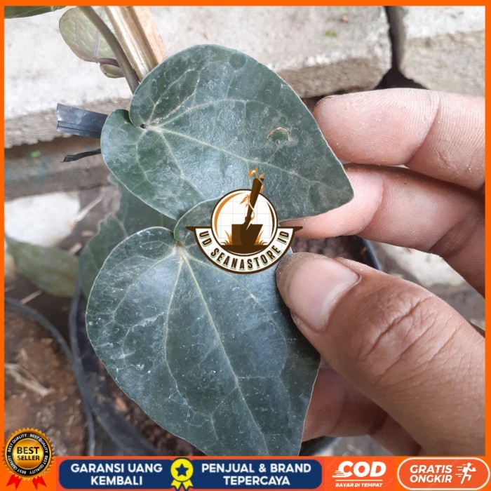 BIBIT TANAMAN SIRIH HITAM HERBAL UNGGUL Bibit Tanaman Super Unggul UD SEANASTORE ID