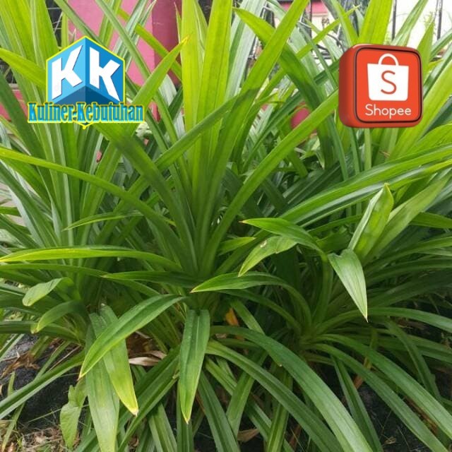 

daun pandan wangi segar organik 100gram siap petik