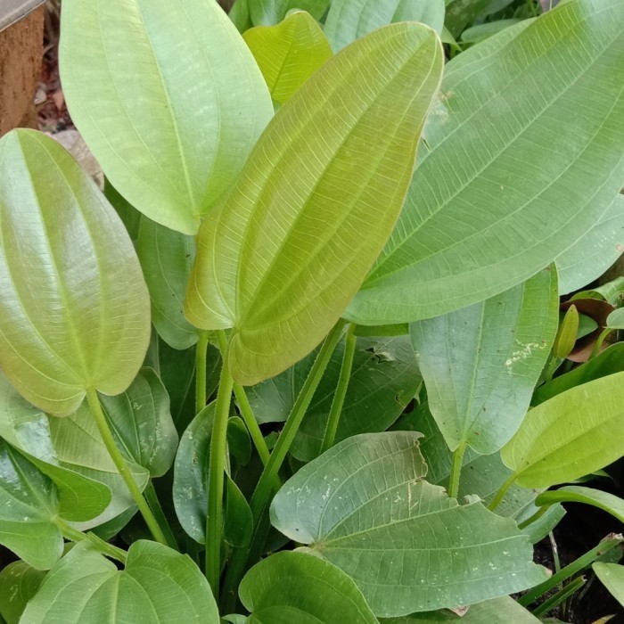 Melati Air  Tanaman Hias Hidup di Media Air