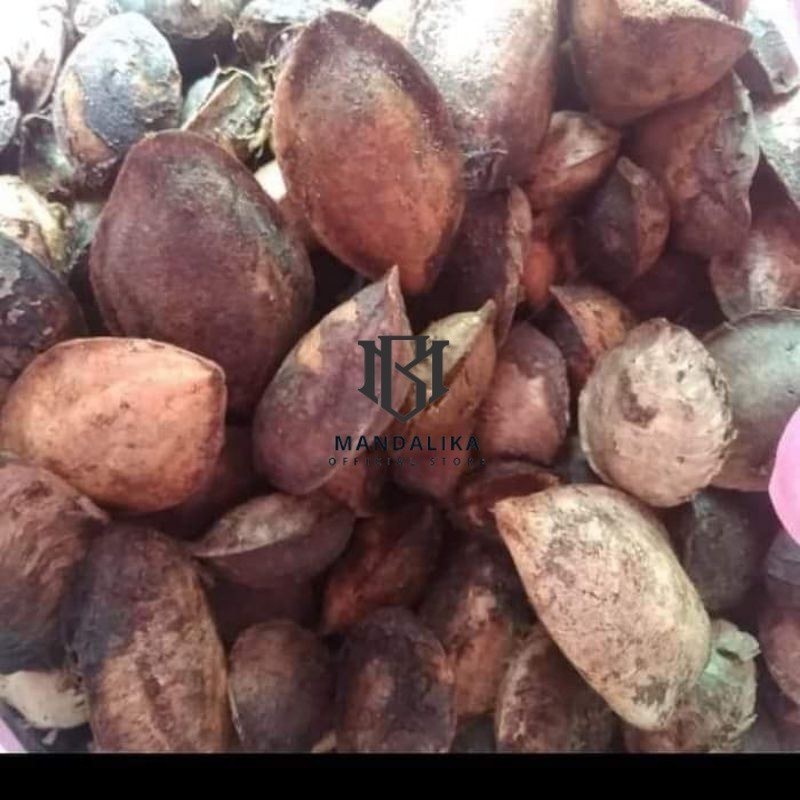 Biji Buah Ketapang Untuk Pakan kenari Pakan Burung