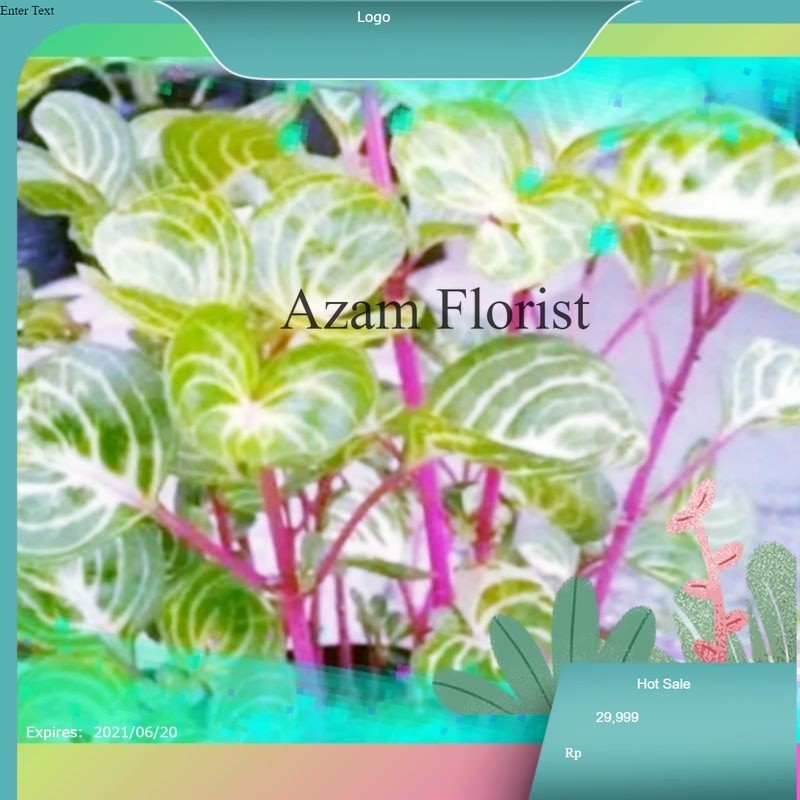 tanaman hias bayam-bayaman jepang