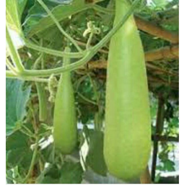 15 BIJI BIBIT LABU BOTOL LABU AIR LABU PUTIH