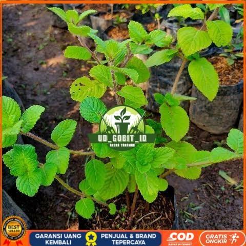 Bibit Cincau Hitam Asli | Bibit Tanaman Cincau Hitam Janggelan Bibit Tanaman Super Unggul UD GOBIT I