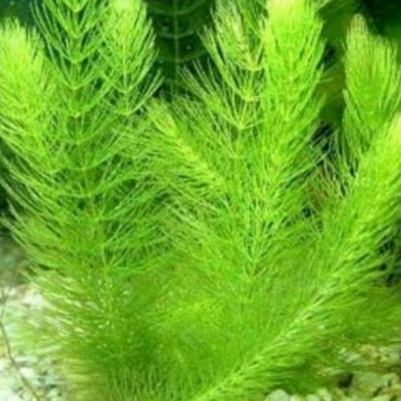 tanaman air ekor tupai