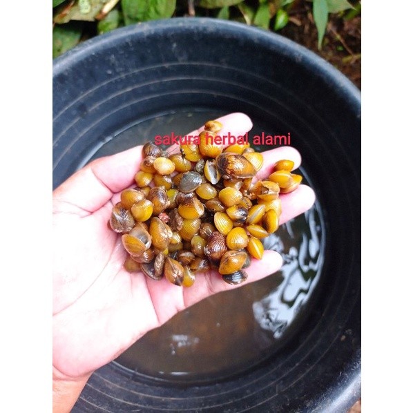 

remis sungai 500gram hidup bisa dimasak