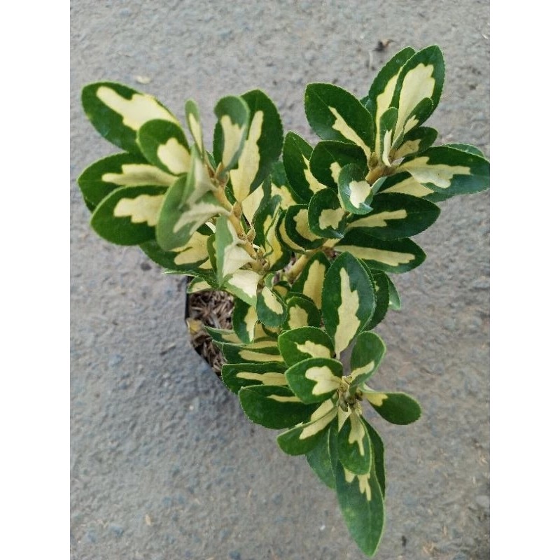 Tanaman Hias Euonymus Japonicus