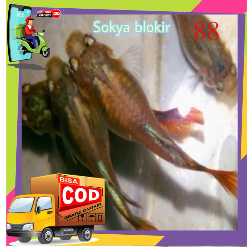 Kebutuhan aquarium Guppy PAKET  BETINA snake COBRA 10ekor