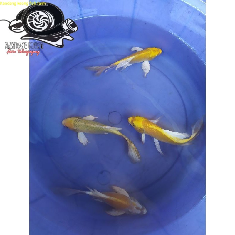 Aksesoris akuarium Ikan koi Hariwake - Ikan koi Blitar - golden Hariwake - koi - ikan koi Pemanis ko