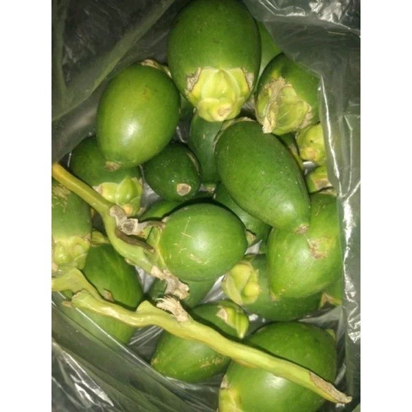 

Pinang Muda Hijau /