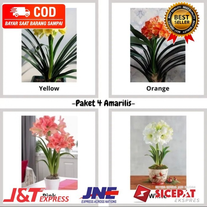 tanaman hias paket 17 Bakung amarilis bunga warna warni