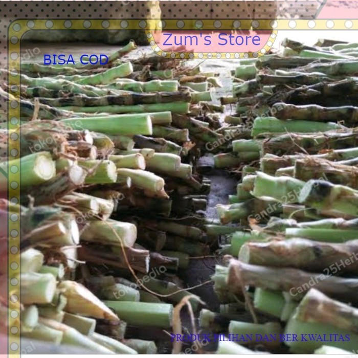 bisa COD bibit rumput odot