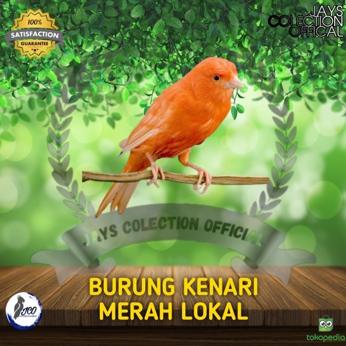 BURUNG KENARI MERAH LOKAL