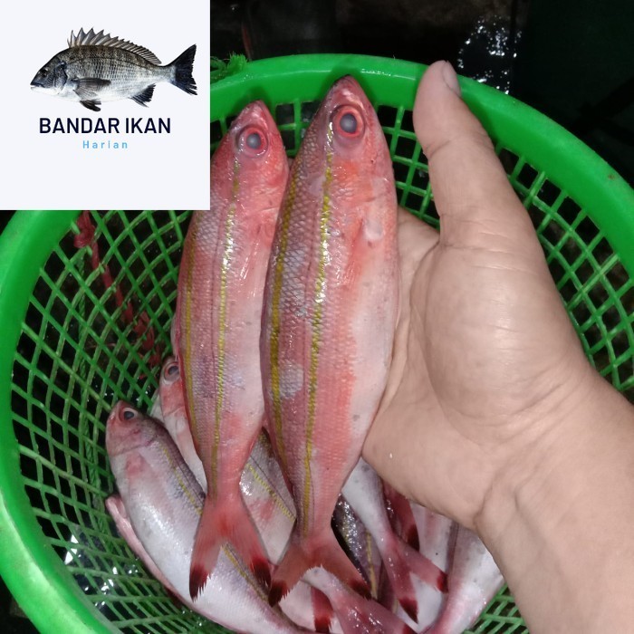 

Ikan Pisang Pisang Segar Fresh Dan Berkualitas