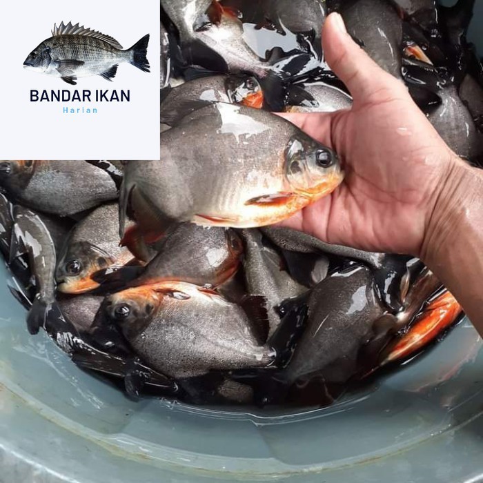 

Ikan Bawal Air Tawar Segar Size 5/6 Ikan Segar Fresh Dan Berkualitas