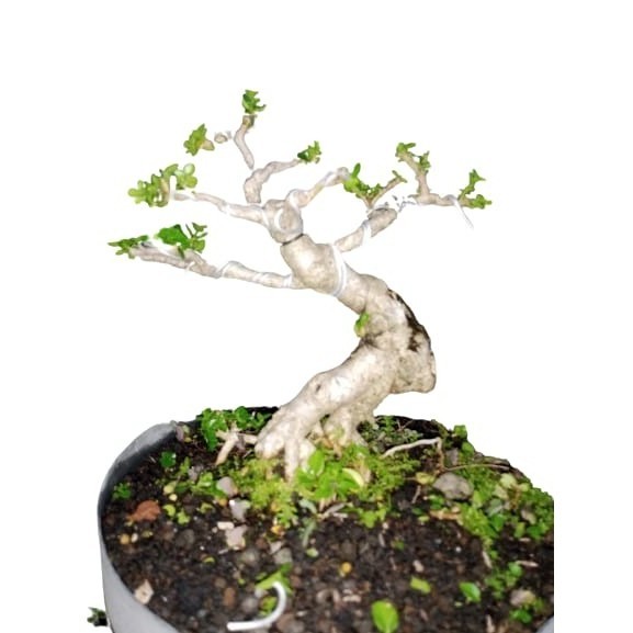 bonsai sancang mame meliuk tua natural ekspresionis siap pajang kontes