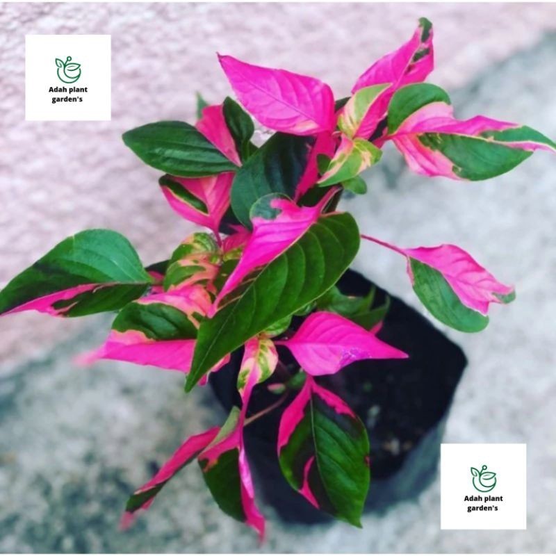 -> ( BISA COD ) Tanaman Hias Sephia Pink Alternanthera Ficoidea Bunga Hias Kriminil Daun Pink / Tana