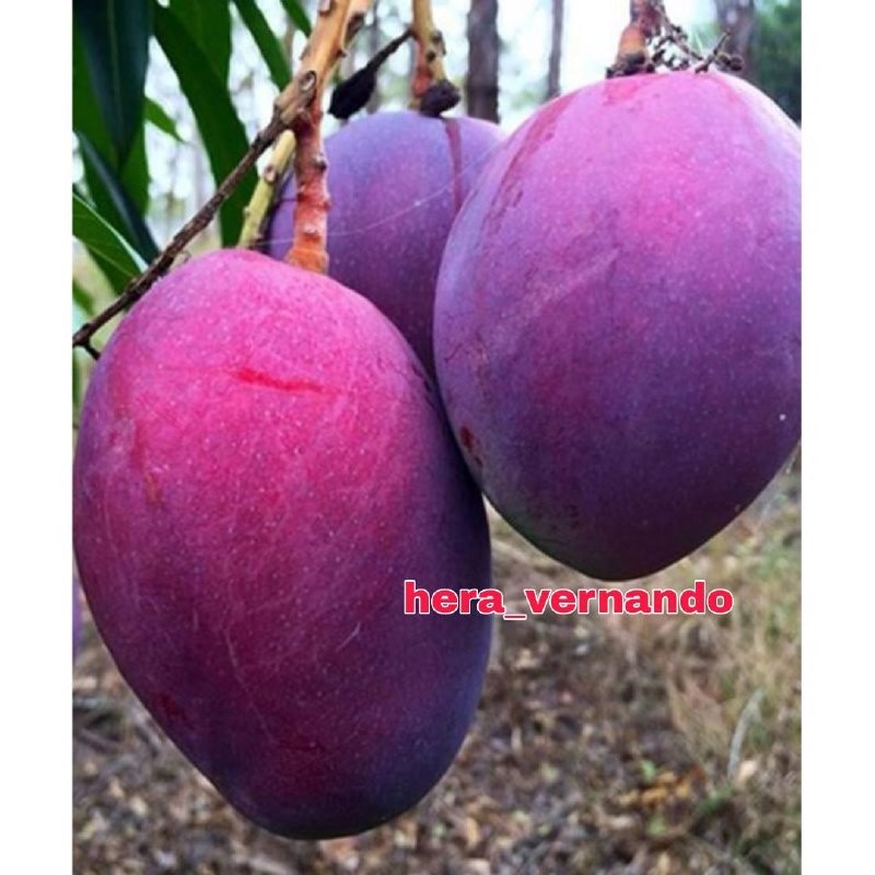 Bibit Mangga Irwin Hasil Okulasi Tinggi 1 Meter