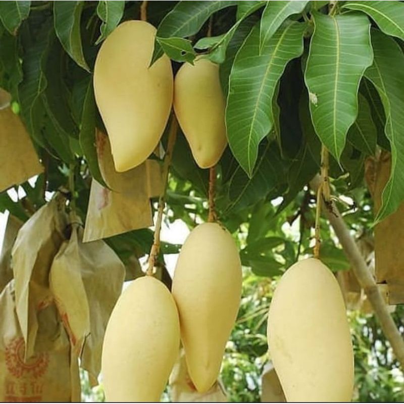 BIBIT BUAH MANGGA NAMDOKMAI GOLDEN (STEK UNGGUL)