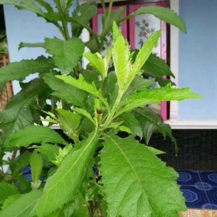 

Promo Daun sembung segar 500gram fresh