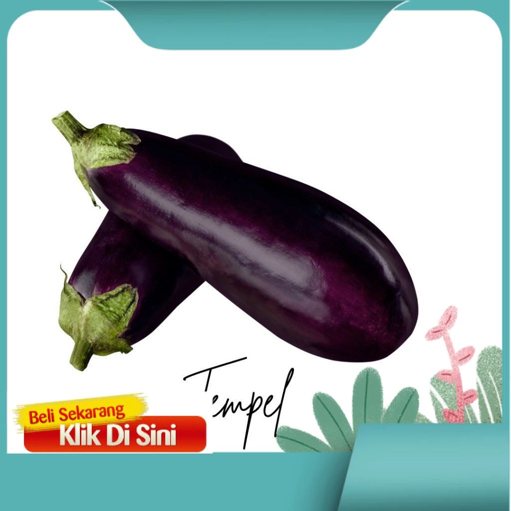 

【Super Sale】Terbaru & Tersedia ditoko kami~(BISA COD) Benih Terong Ungu Panjang Tangguh Unggul Berkualitas - Benih Bibit Sayuran