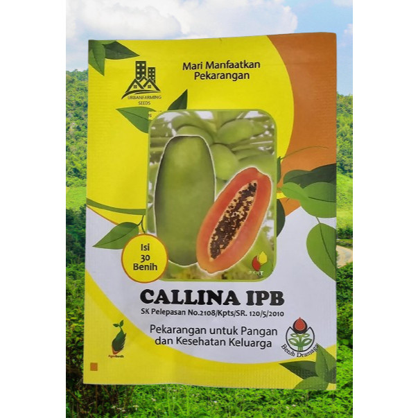 Benih Pepaya CALLINA IPB (IPB9) isi 30 Biji Pepaya California Bibit Unggul