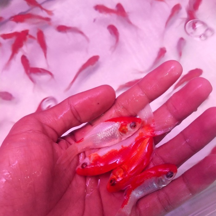 ikan mas hidup kecil pakan predator/umpan pancing