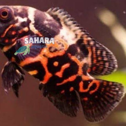 Perlengkapan akuarium IKAN OSCAR TIGER/IKAN PREDATOR/IKAN HIAS PREDATOR bergaransi