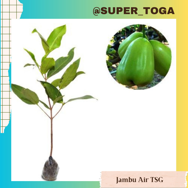 Bibit Jambu Air Super Green bibit jambu air TSG bibit jambu air hijau Bibit jambu air taiwan super g
