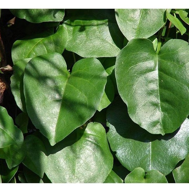 

JUAL DAUN BINAHONG HIJAU ISI 100 LEMBAR SEGAR DI PETIK LANGSUNG