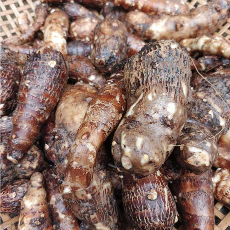 

UMBI TALEUS PULEN 1KG