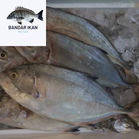 

Ikan Kuwe Lilin Segar Fresh Dan Berkualitas