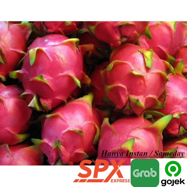 

Grosir 500 gram Buah Naga Segar Murah