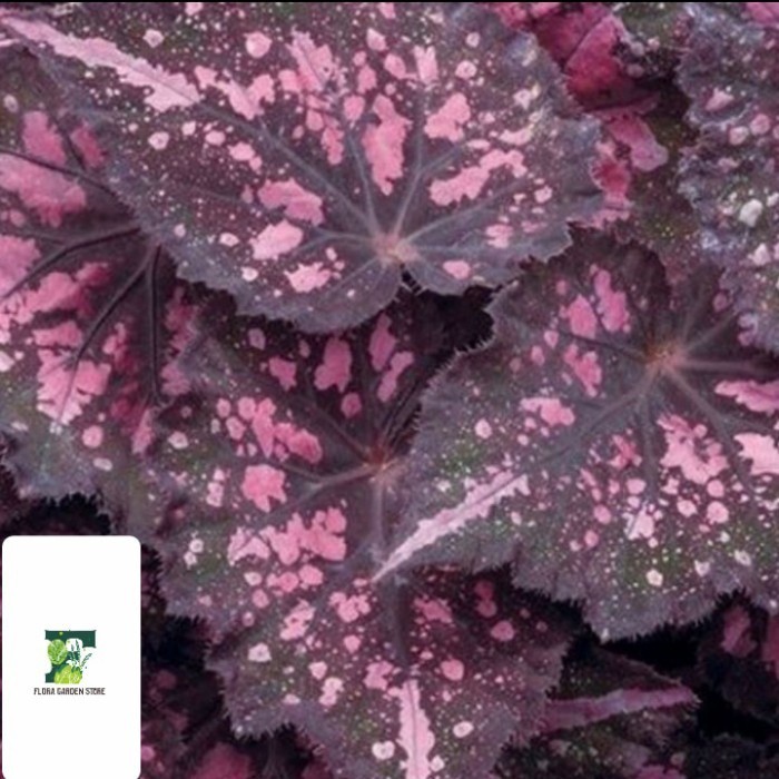 -> Tanaman hias Begonia Rex Satin - Begonia Rex ungu - Begonia hias