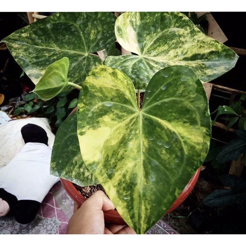 2 Biji Bibit Antorium Kuping Gajah Tarantula Varigata