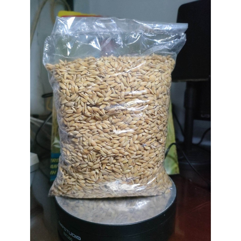 Bangsal Gabah Merah 500 Gram Ayam Bangkok