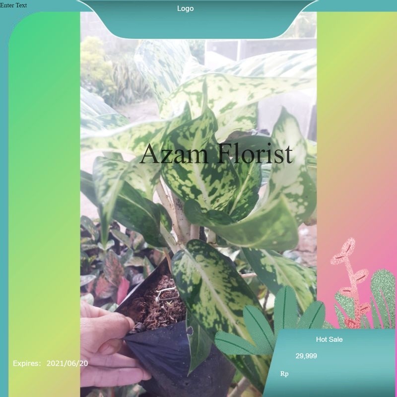 0Aglonema Blanceng Sparkle / Aglaonema Diven Sparkle / Srirejeki Blanceng