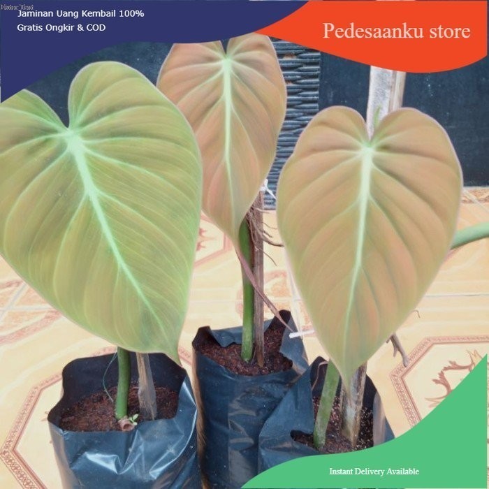 bibit stek tanaman hias philo milano mican/michans/micans