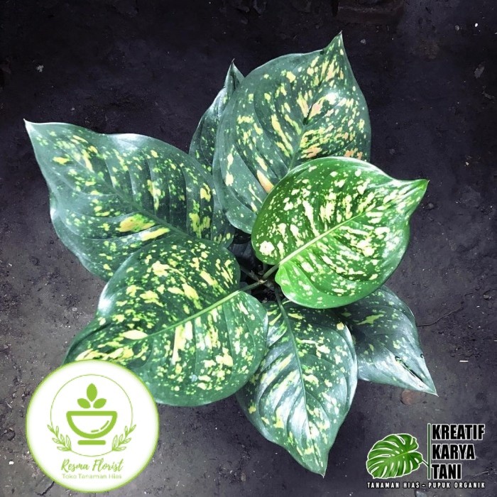 ( BISA BAYAR DI TEMPAT ) Tanaman hias aglonema ruby chiangmay - Aglonema ruby chiang mai