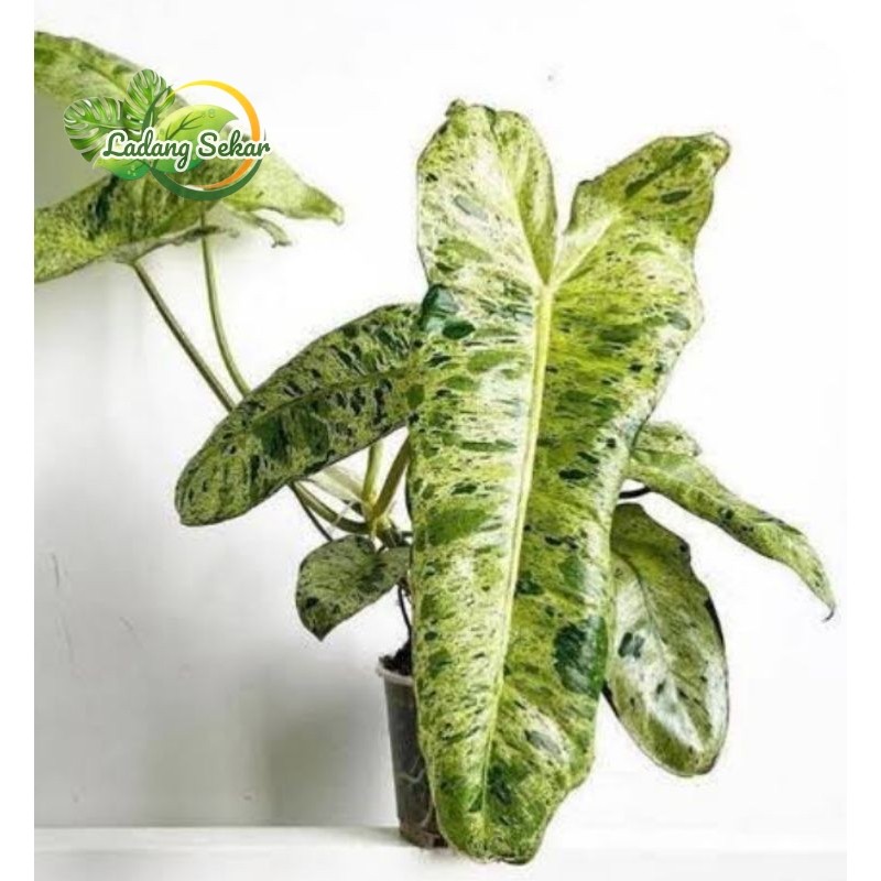 Tanaman philodendron paraiso Verde tanaman hias Philo paraiso verde