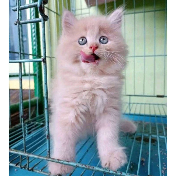 (BULU CREAM) KUCING KITTEN  PERSIA MEDIUM ANGGORA KUCING JANTAN BETINA HIMALAYA FLATNOSE PEAKNOSE BU