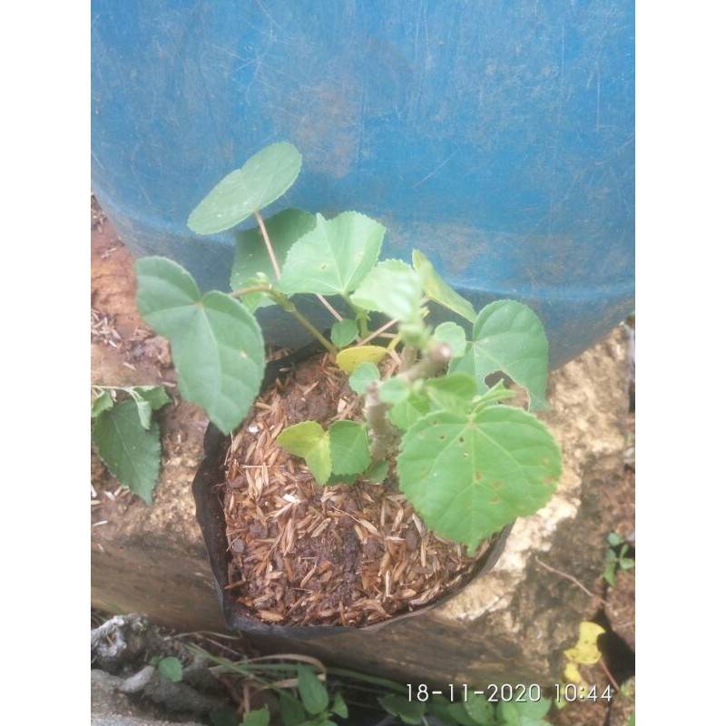 BIBIT BONSAI WARU INDIA