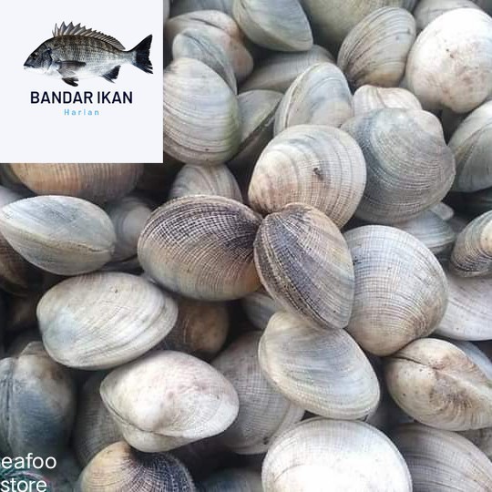 

Kerang Madu Hidup Segar Fresh Dan Berkualitas