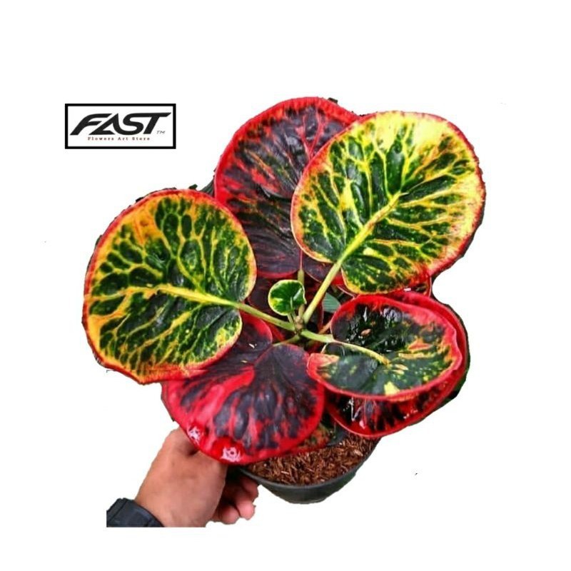 Tanaman Hias (Bibit) Puring Jengkol - Pohon Puring Jengkol - Koin