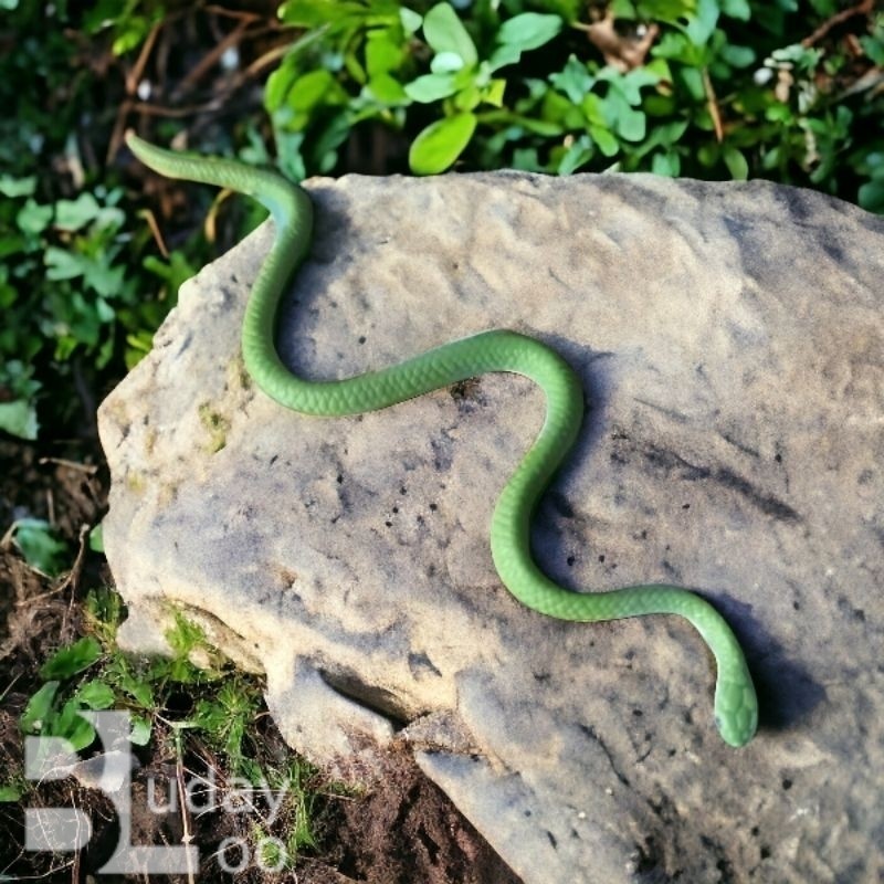 Figure Mainan Binatang Miniatur Ular Hijau Green Snake 11 cm w8   Animal Figure