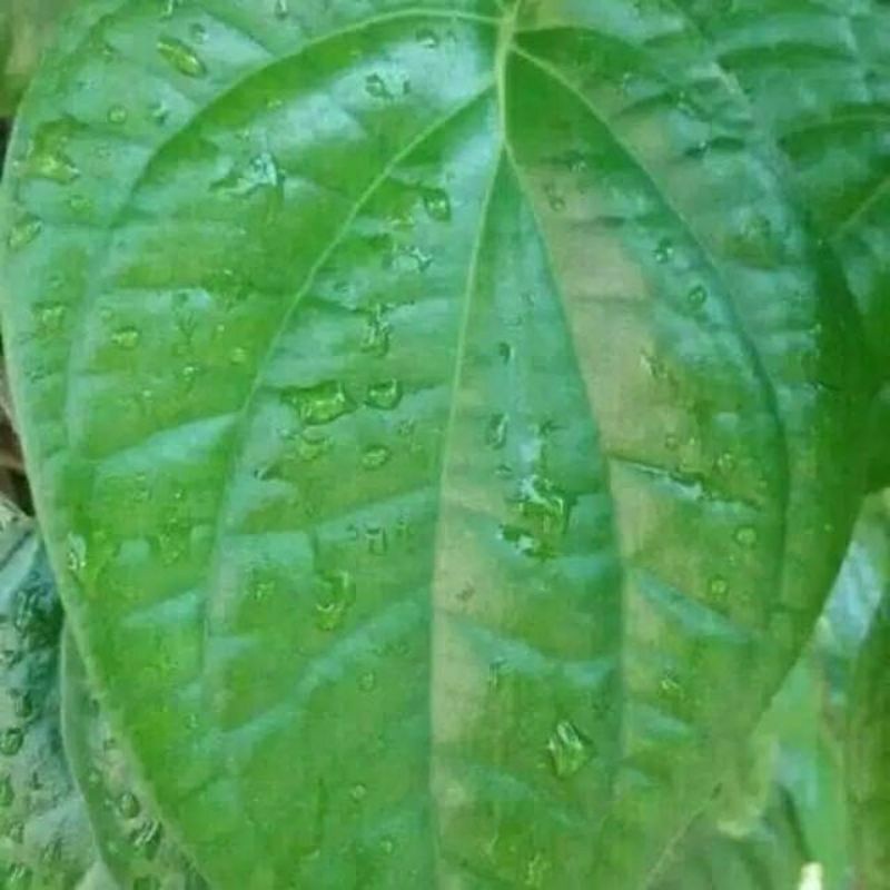 

DAUN SIRIH HIJAU SEGAR FRESH PERLEMBAR